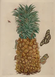 Pineapple and cockroach, illustration from Metamorphosis insectorum Surinamensium